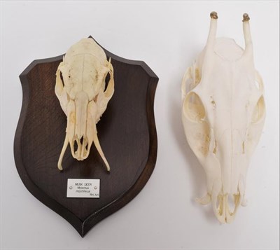 Lot 30 - Skulls/Anatomy: Forest Musk Deer & Tufted Deer (Moshus mochiferus / Elaphodus cephalophus), a...