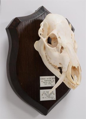 Lot 31 - Skulls/Anatomy: Chinese Water Deer & Chinese Forest Musk Deer (Hydropotes inermis inermis /...