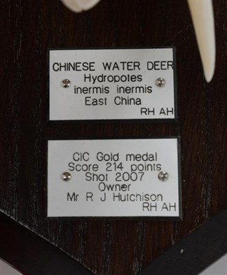 Lot 31 - Skulls/Anatomy: Chinese Water Deer & Chinese Forest Musk Deer (Hydropotes inermis inermis /...