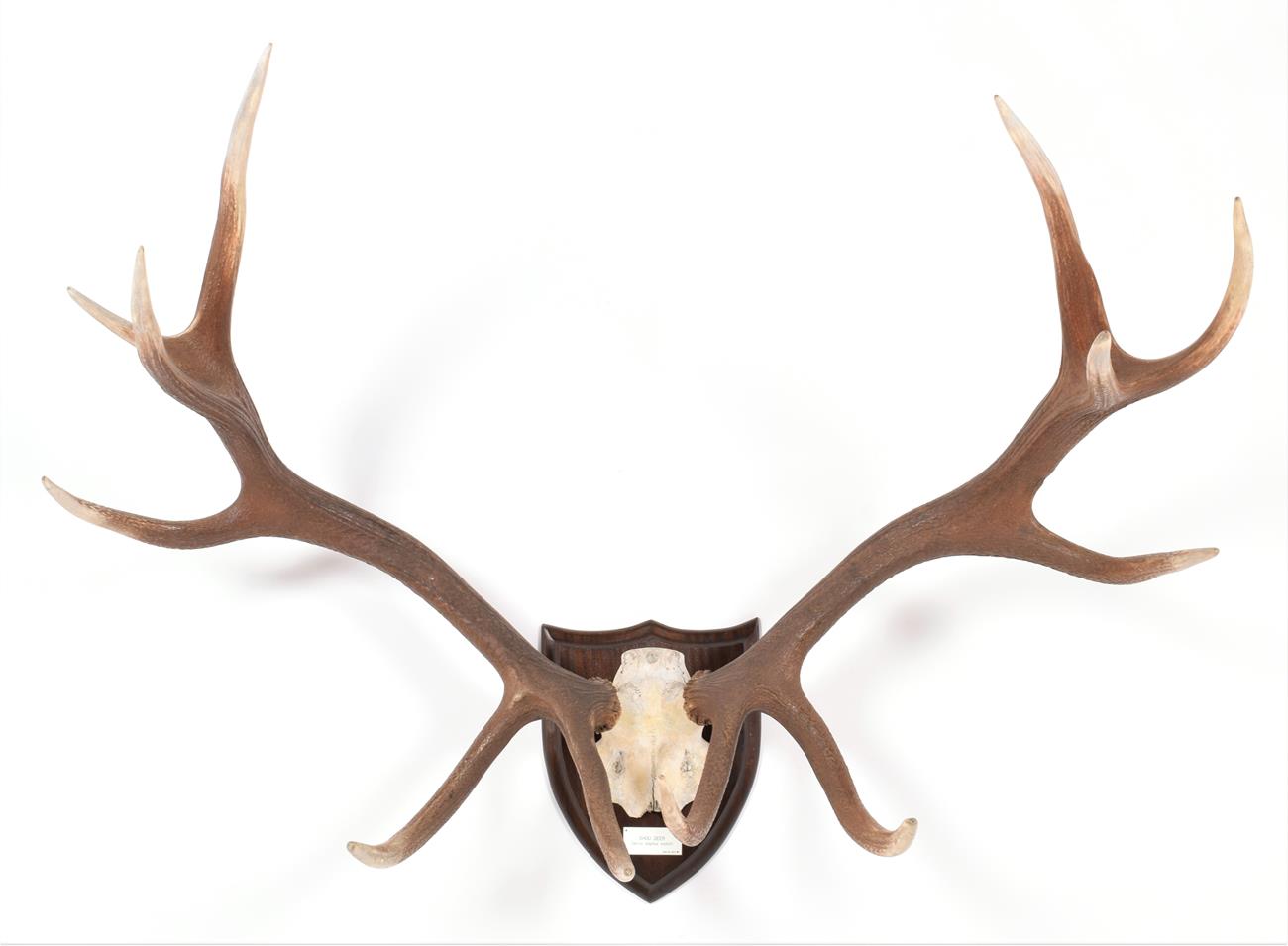 Lot 33 - Antlers/Horns: Shou Deer (Cervus elaphus wallichi), Southern Tibetan Highlands & Bhutan, large...