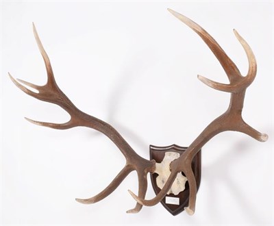Lot 33 - Antlers/Horns: Shou Deer (Cervus elaphus wallichi), Southern Tibetan Highlands & Bhutan, large...