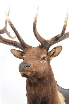 Lot 34 - Taxidermy: North American Wapiti or Elk (Cervus canadensis nelsoni), circa 20th century, Stoney...