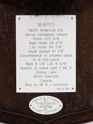 Lot 34 - Taxidermy: North American Wapiti or Elk (Cervus canadensis nelsoni), circa 20th century, Stoney...