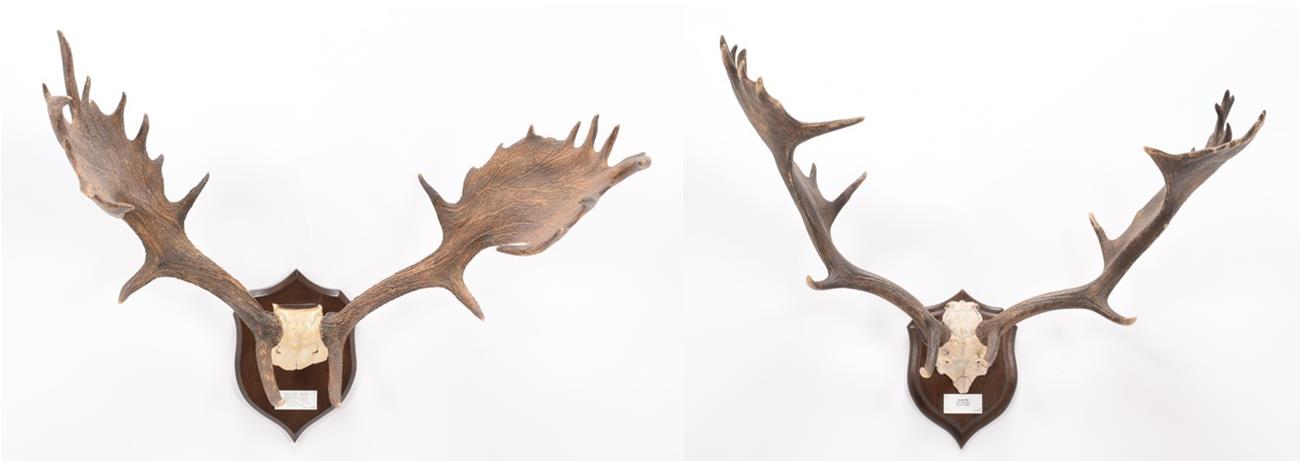 Lot 36 - Antlers/Horns: European Fallow Deer Antlers (Cervus dama dama), circa 1891, Petworth, Sussex, adult