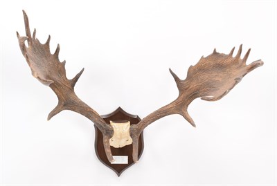 Lot 36 - Antlers/Horns: European Fallow Deer Antlers (Cervus dama dama), circa 1891, Petworth, Sussex, adult