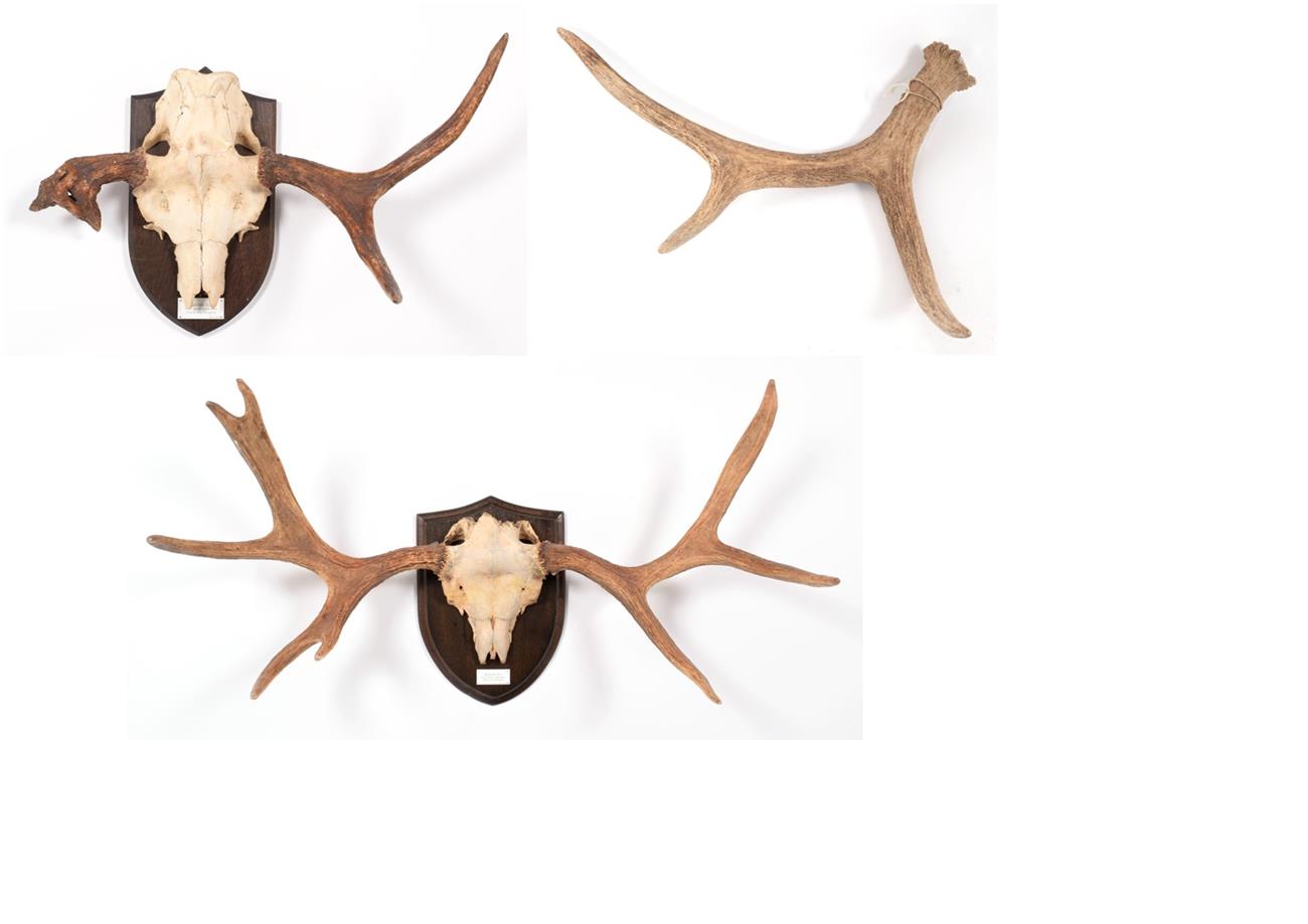 Lot 37 - Antlers/Horns: Russian Elk (Alces alces cameloides), young adult bull antlers on cut upper...