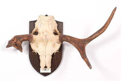 Lot 37 - Antlers/Horns: Russian Elk (Alces alces cameloides), young adult bull antlers on cut upper...