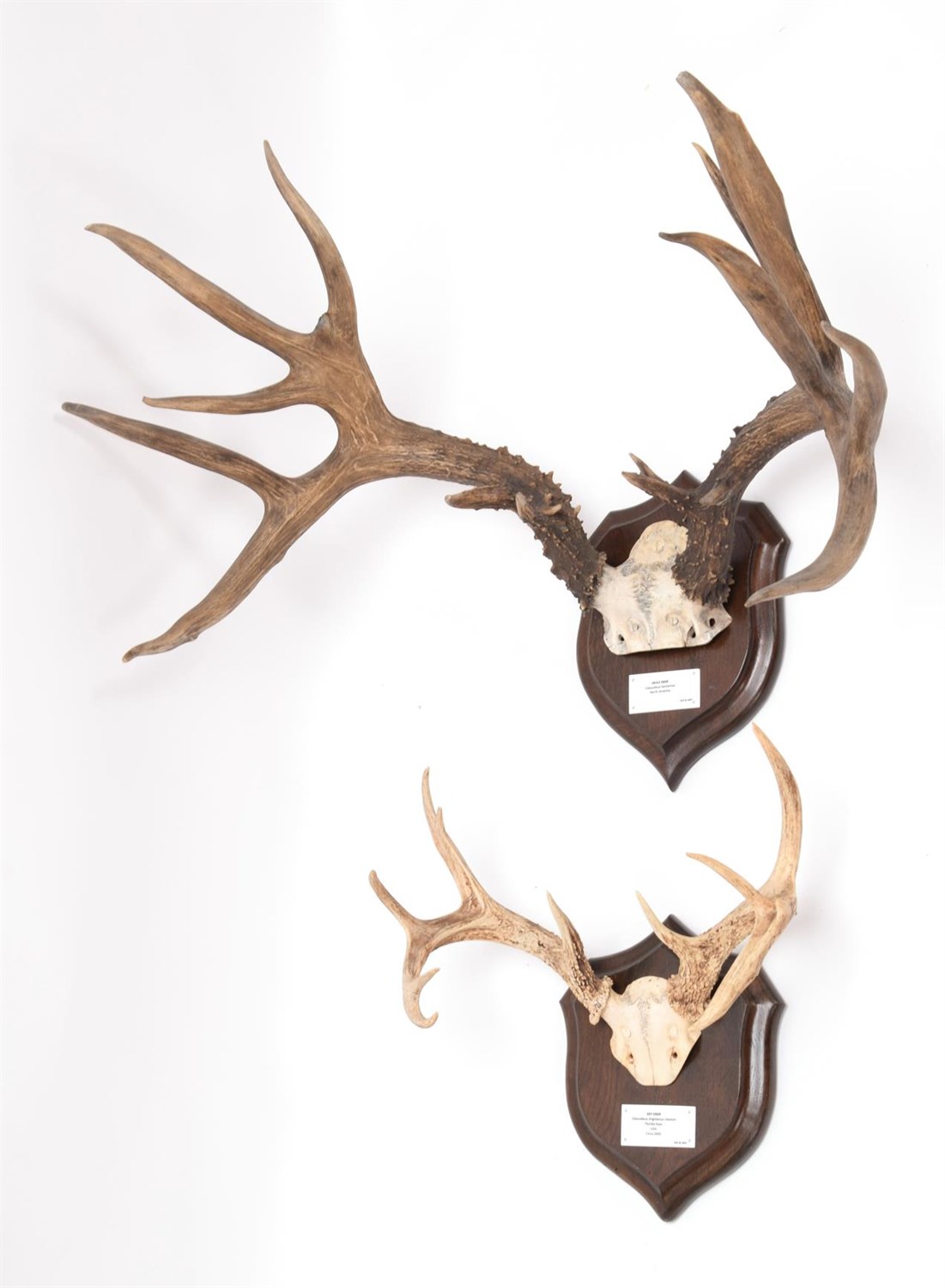 Lot 38 - Antlers/Horns: Mule Deer & Keys Deer, North America, adult Mule Deer antlers on cut upper skull...