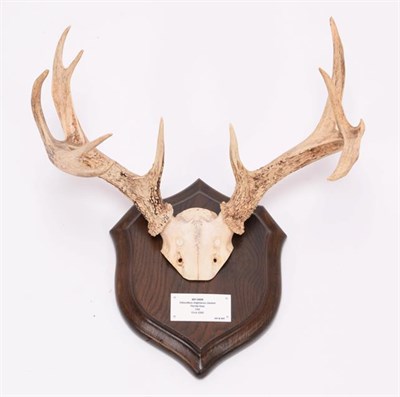 Lot 38 - Antlers/Horns: Mule Deer & Keys Deer, North America, adult Mule Deer antlers on cut upper skull...