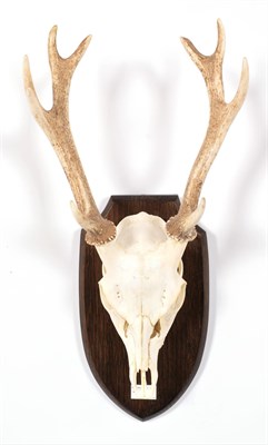 Lot 39 - Antlers/Horns: Formosan & Keramae Sika Deer (Cervus taiovanus / Cervus nippon kera mae), Japan,...