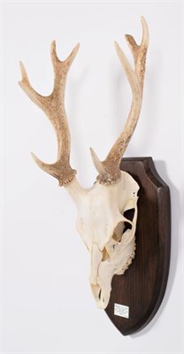 Lot 39 - Antlers/Horns: Formosan & Keramae Sika Deer (Cervus taiovanus / Cervus nippon kera mae), Japan,...