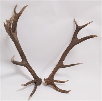 Lot 41 - Antlers/Horns: Hungarian Red Deer Cast Antlers (Cervus elaphus hippelaphus), a large pair of...