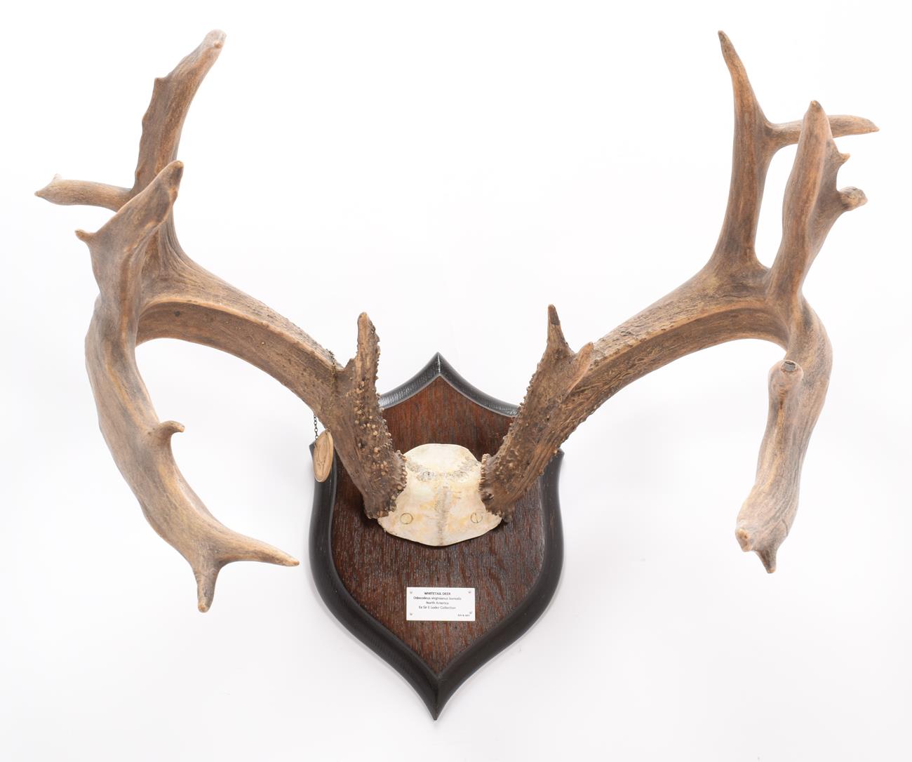 Lot 43 - Antlers/Horns: White-Tailed Deer (Odocoileus virginianus), circa 1890-1900, by Rowland Ward,...
