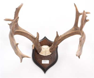 Lot 43 - Antlers/Horns: White-Tailed Deer (Odocoileus virginianus), circa 1890-1900, by Rowland Ward,...