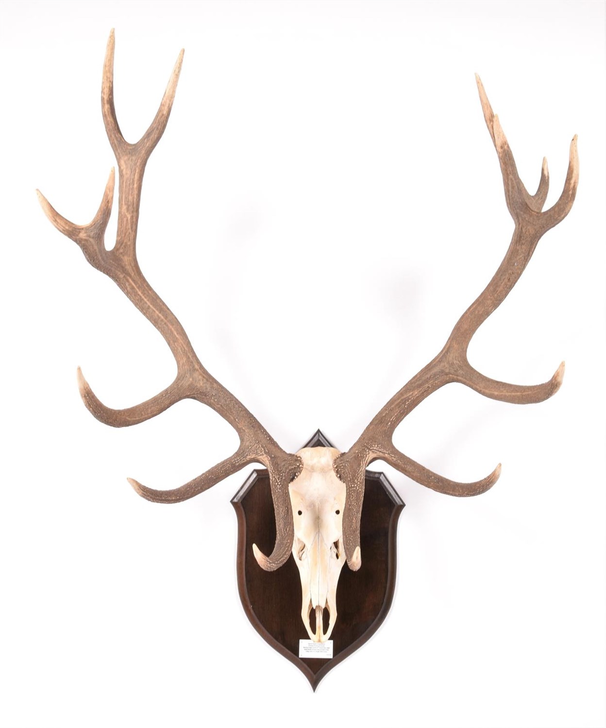 Lot 44 - Antlers/Horns: European Red Deer (Cervus elaphus hippelaphus), circa 1964, Crimean Peninsula,...