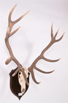 Lot 44 - Antlers/Horns: European Red Deer (Cervus elaphus hippelaphus), circa 1964, Crimean Peninsula,...