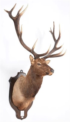 Lot 45 - Taxidermy: North American Wapiti or Elk (Cervus canadensis nelsoni), dated 1966, a monumental adult