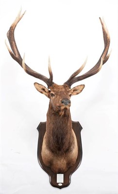 Lot 45 - Taxidermy: North American Wapiti or Elk (Cervus canadensis nelsoni), dated 1966, a monumental adult