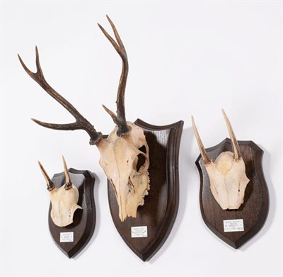 Lot 47 - Antlers/Horns: Pampas Deer (Ozotoceros bezoarticus celer), dated 1911, Uruguay, South America,...