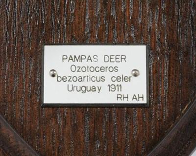 Lot 47 - Antlers/Horns: Pampas Deer (Ozotoceros bezoarticus celer), dated 1911, Uruguay, South America,...