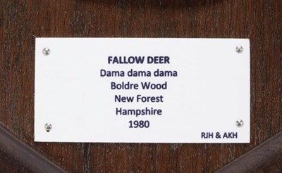 Lot 48 - Antlers/Horns: European Fallow Deer (Cervus dama dama), dated 1980, Boldre Wood, New Forest,...