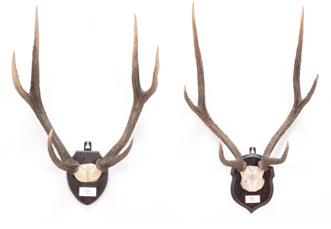 Lot 49 Antlers Horns Javan Rusa Deer Moluccan Lot 49 Antlers Horns Javan Rusa Deer Moluccan
