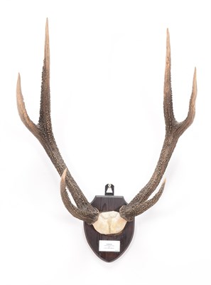 Lot 49 - Antlers/Horns: Javan Rusa Deer & Moluccan Rusa Deer (Cervus timorensis rusa), & (Cervus...
