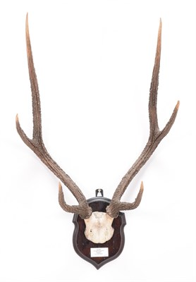 Lot 49 - Antlers/Horns: Javan Rusa Deer & Moluccan Rusa Deer (Cervus timorensis rusa), & (Cervus...