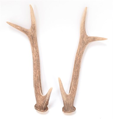Lot 50 - Antlers/Horns: Hog Deer & Calamanian Deer (Axis porcinus porcinus / Axis calamianensis), a set...
