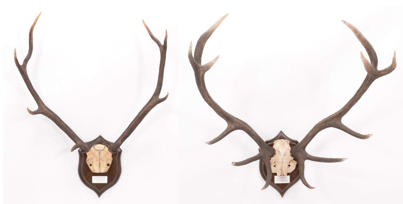 Lot 51 - Antlers/Horns: Scottish Red Deer (Cervus elaphus scoticus), dated 2003, Ardnave, Loch Gruinart,...