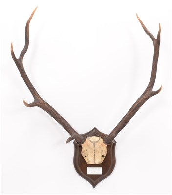 Lot 51 - Antlers/Horns: Scottish Red Deer (Cervus elaphus scoticus), dated 2003, Ardnave, Loch Gruinart,...