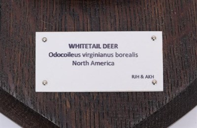 Lot 52 - Antlers/Horns: Abnormal Mule Deer & White-Tailed Deer, North America, large abnormal Mule deer stag