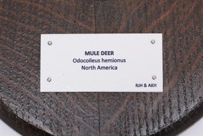 Lot 52 - Antlers/Horns: Abnormal Mule Deer & White-Tailed Deer, North America, large abnormal Mule deer stag