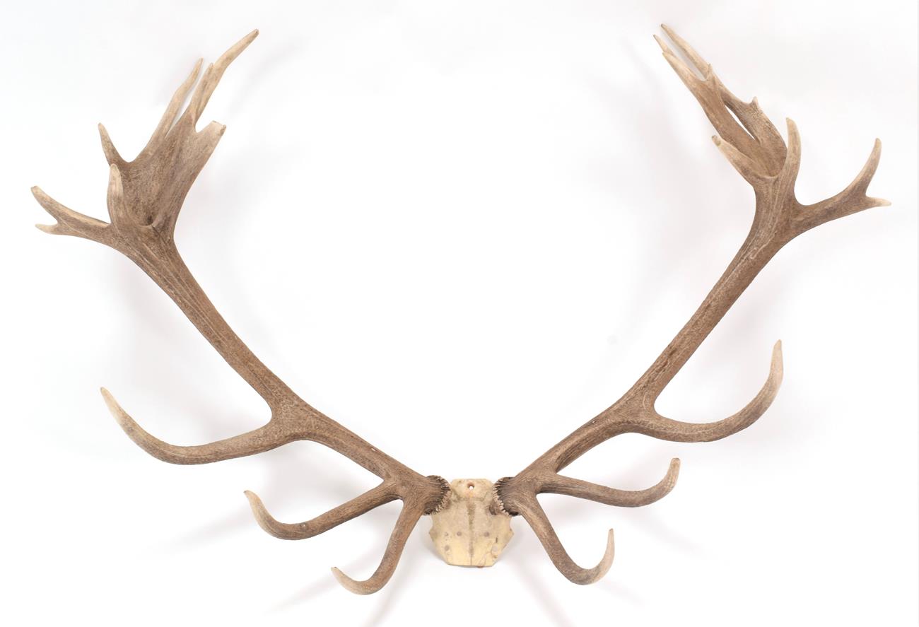 Lot 54 - Antlers/Horns: Central European Red Deer (Cervus elaphus hippelaphus), a large set of adult...