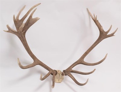 Lot 54 - Antlers/Horns: Central European Red Deer (Cervus elaphus hippelaphus), a large set of adult...