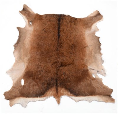Lot 56 - Hides/Skins: Red Deer & Fallow Deer Tanned Hides, modern, three professionally tanned Fallow...