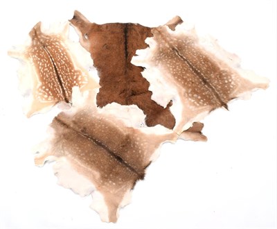 Lot 56 - Hides/Skins: Red Deer & Fallow Deer Tanned Hides, modern, three professionally tanned Fallow...