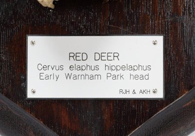 Lot 58 - Antlers/Horns: Central European Red Deer (Cervus elaphus hippelaphus), Early Warnham Park Head,...