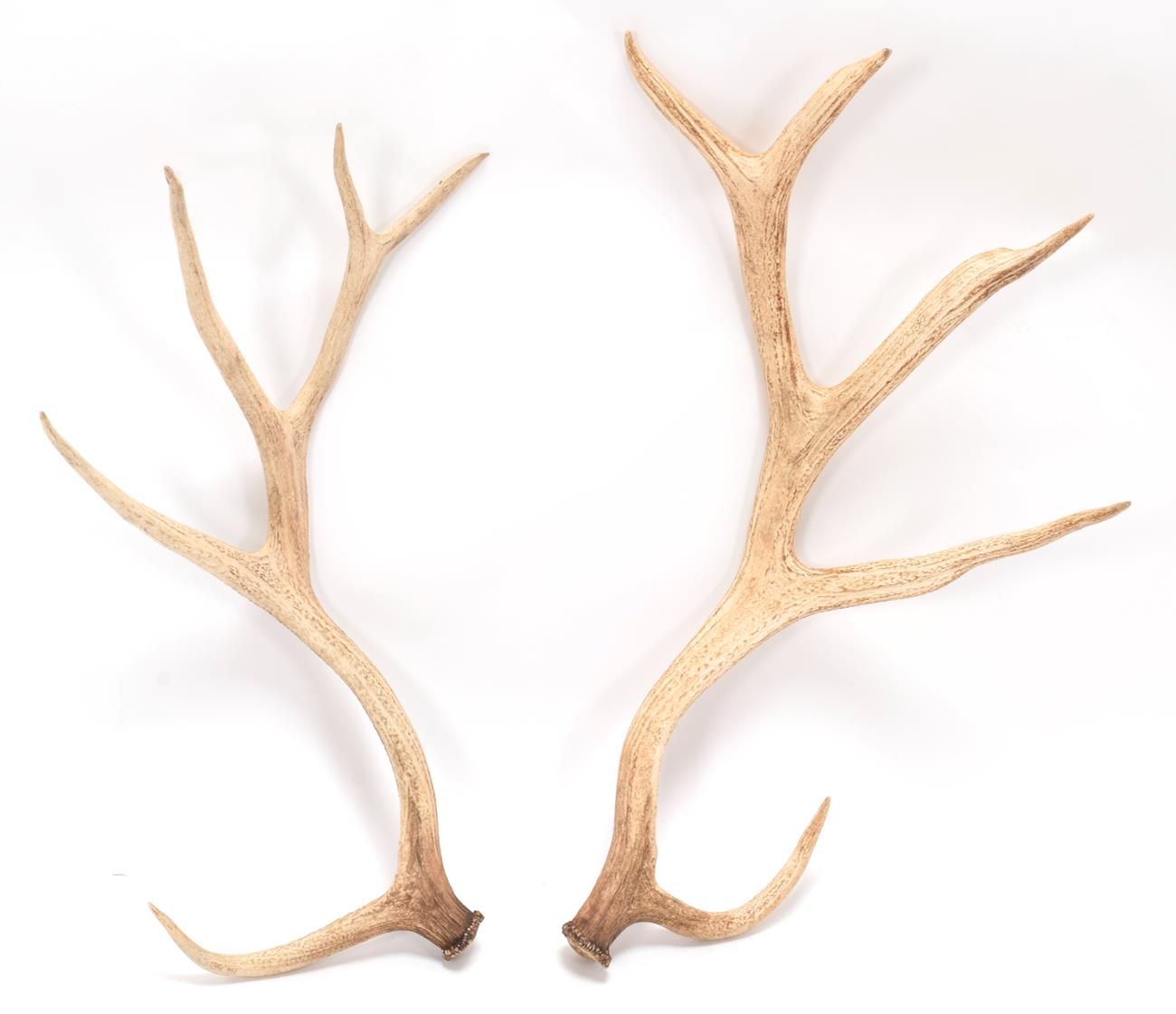 Lot 60 - Antlers/Horns: A Matched Pair of White-Lipped or Thorold's Deer Antlers (Cervus albirostris),...