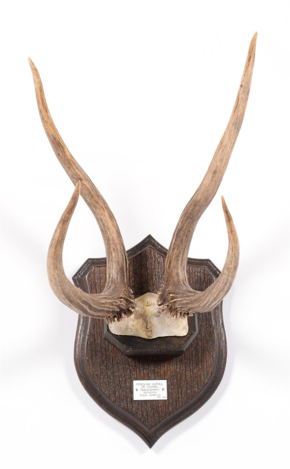 Lot 61 - Antlers/Horns: Peruvian Huemul or Guemal Deer (Hippocamelus antisensis), South America, adult...