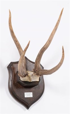 Lot 61 - Antlers/Horns: Peruvian Huemul or Guemal Deer (Hippocamelus antisensis), South America, adult...