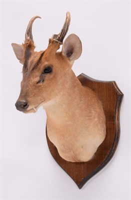 Lot 62 - Taxidermy: Muntjac Deer (Muntiacus muntjak), modern, by Colin Dunton, Taxidermy, Marlborough,...