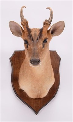 Lot 62 - Taxidermy: Muntjac Deer (Muntiacus muntjak), modern, by Colin Dunton, Taxidermy, Marlborough,...