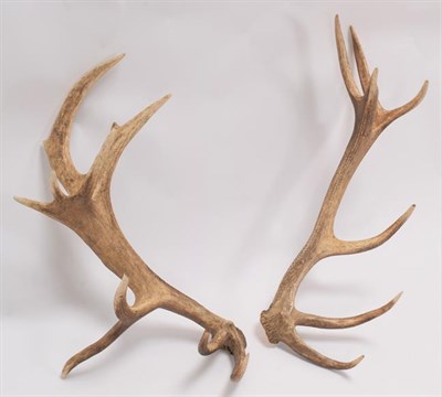 Lot 64 - Antlers/Horns: Central European Red Deer Cast Antlers (Cervus elaphus hippelaphus), a large pair of