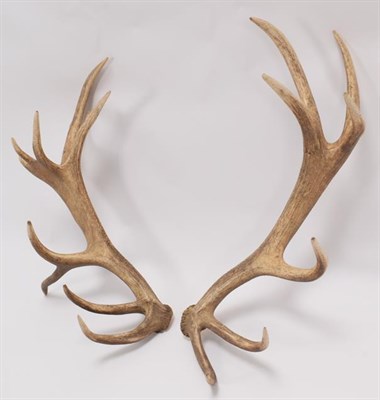 Lot 64 - Antlers/Horns: Central European Red Deer Cast Antlers (Cervus elaphus hippelaphus), a large pair of
