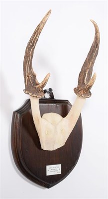 Lot 66 - Antlers/Horns: Giant Muntjac (Muntiacus vuquangensis), Vietnam, adult buck antlers on cut upper...
