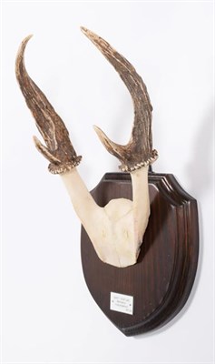 Lot 66 - Antlers/Horns: Giant Muntjac (Muntiacus vuquangensis), Vietnam, adult buck antlers on cut upper...