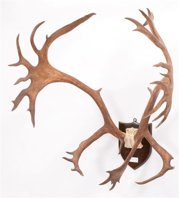 Lot 67 - Antlers/Horns: Newfoundland Caribou (Rangifer tarandus goenlandicus), circa early 20th century,...