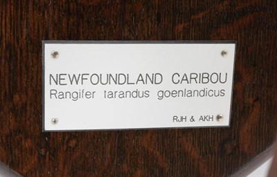 Lot 67 - Antlers/Horns: Newfoundland Caribou (Rangifer tarandus goenlandicus), circa early 20th century,...