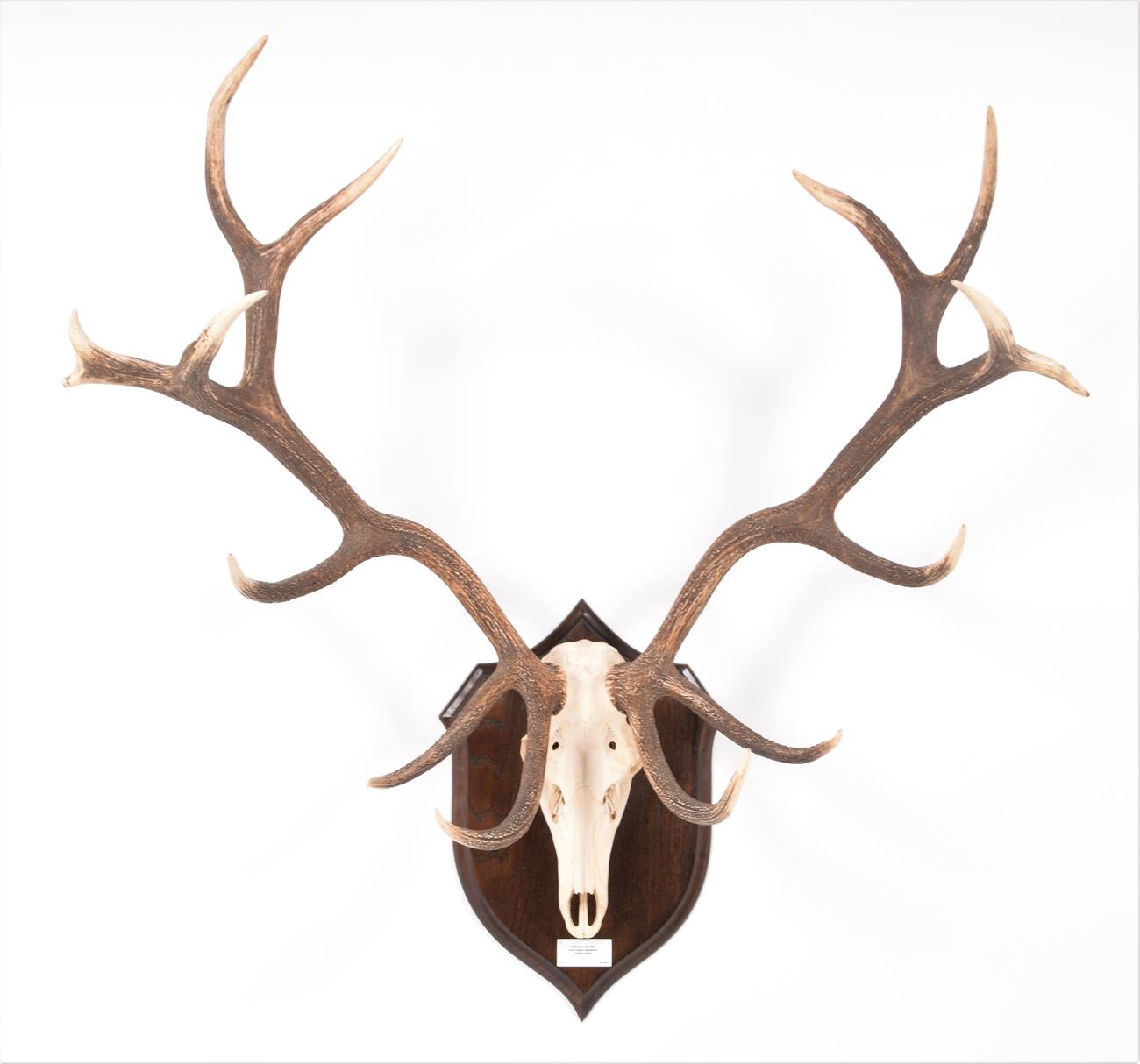 Lot 68 - Antlers/Horns: Hungarian Red Deer (Cervus elaphus hippelaphus), circa 20th century, Hungary,...